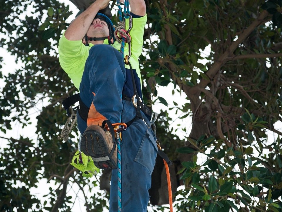 Qualified arborist working in a mature tree during a risk assessment in Powys