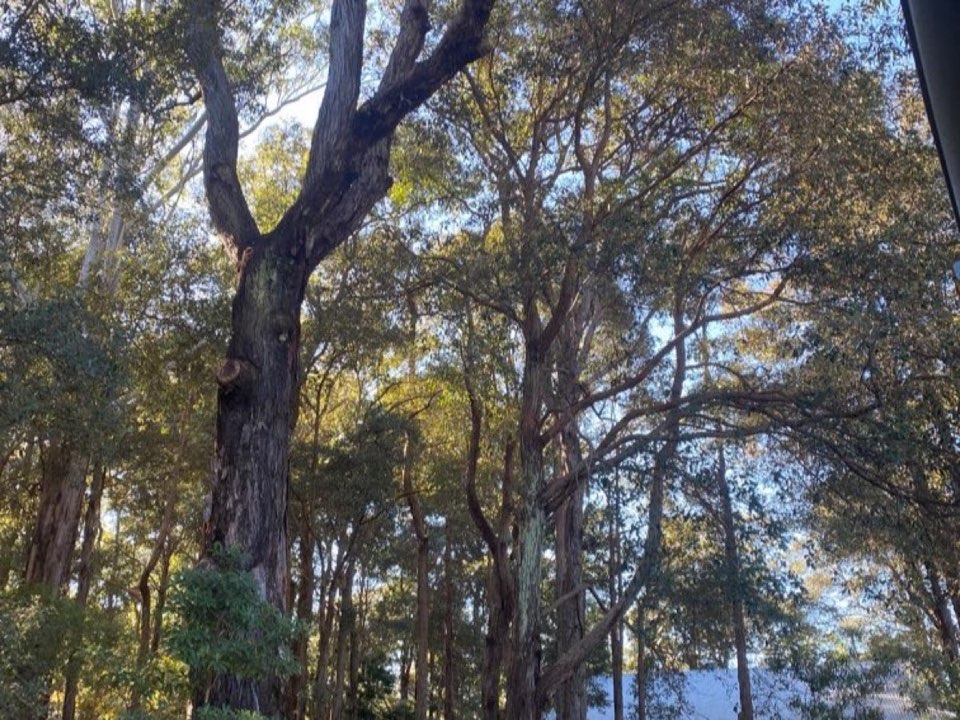 Mature trees in a Powys parkland setting due for routine re-inspection